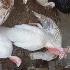 رومي طقم3 دجاجات وديك -يوجد صوص عمر شهر
