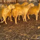 غنم حريات صنف 33 بالفحل