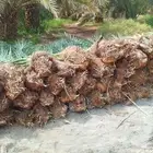 نخيل لبيع