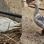 زوج وز منتج و بصحة ممتازة للبيع على السوم