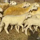 رخال حريات صنف الصنف 37 تحتها 18