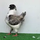 ذكر مودينا اوبل قازي