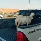 رفيديه دافع الموقع المزاحمية