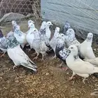 حمام للبيع