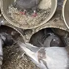 حمام فرنسي جامبو وسوبر جامبو للبيع
