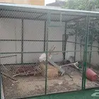 عشه شبك طيور حمام دجاج