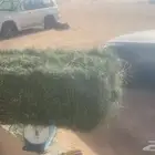برسيم به شعرة خلط تمثل 5 ( تم البيع (