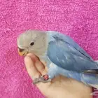 روز اليف جدا