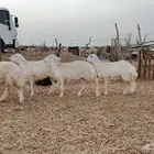 رخال حرش مراح واحد تم البيع