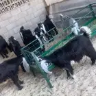 تيوس عارضيه الدمام