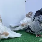 فحول كشكشي كريمي وبلوبار