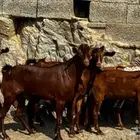 معزا دهم 8 بالفحل تم البيع