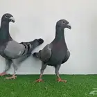 جوز هومر بلوبار