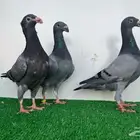 3 حبات هومر
