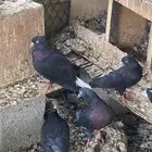 قطايف للبيع
