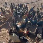 دجاج بلدي