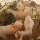 تيوس وبرابر تربيه