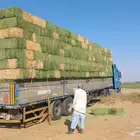 برسيم جوندير تبوك
