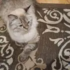 جازان حي الصفا