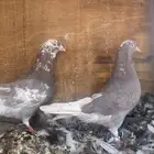 جوزين قطايف ح مر للبيع