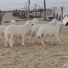 رخال مراحي تم البيع
