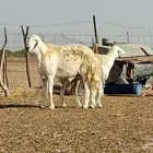 فحل مشروط فاخر تم البيع
