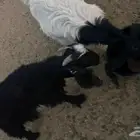 جفار تيوس
