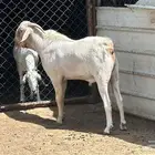 تيس فحل بيشي