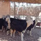 جذعات نجدية -- تم البيع