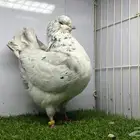 انثى مودينا كلاسيك الموند