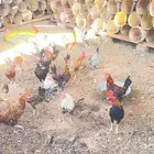 دجاج بياض وديكة