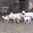 ضان ولد