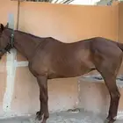 رمكه انقليزيه عندها جواز سليمه صحتها ممتازه مقاطعها واتساب