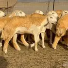 رخال صنف الصنف 25 راس