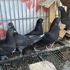 طلبات قطايف