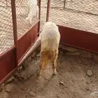 طلى طيب وصحتة ممتازه