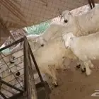خرفان للبيع في مجارده