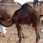 قعود للبيع عمره 6شهور ونص لباني