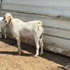تيس بيشي فحل