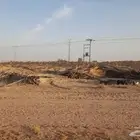 جريد نخل  سعف   عسيب