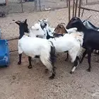 معزا للبيع مراح واحد