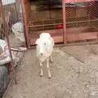 نعجه بلدي ماشاء الله