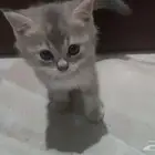 كيتن