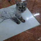قطة تحتاج متبني