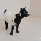 ماعز قزم