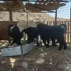 للبيع تيوس حقت ثلاجات نطاف شرط
