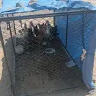 بيع دحاج فيومي العدد 12