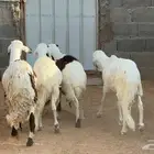 سواكن مرابي اكثر من ست اشهر
