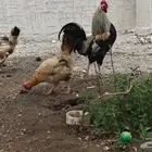للبيع دجاج وأرانب أبها المحالة
