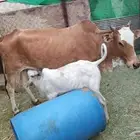 بقره وبنتها للبيع عمر الصغيره شهرين